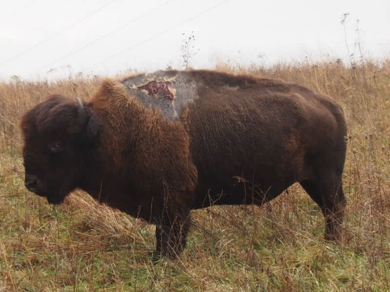 “Sparky” the Bison Survives Lightning Strike, Thrives on Refuge