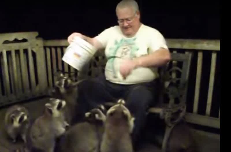 Strange Video of the Day: Man Feeds Obese Raccoons from Porch