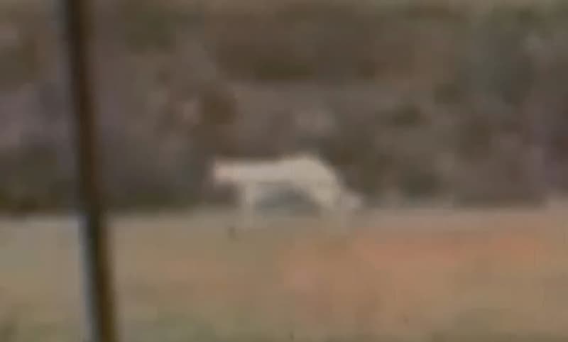 Texans Report Sightings of Large White Cat, Possible Albino Mountain Lion