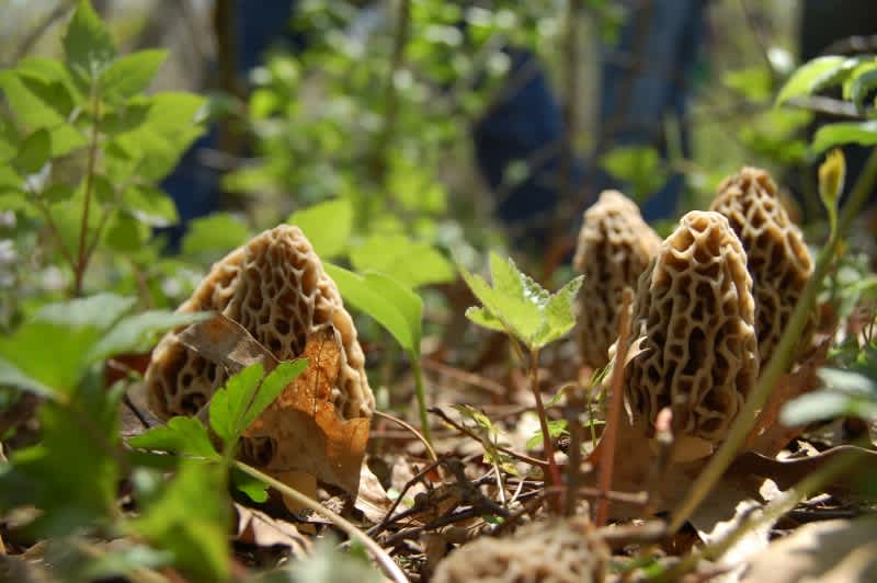 Video: When to Hunt for Morel Mushrooms and More 2016 Tips