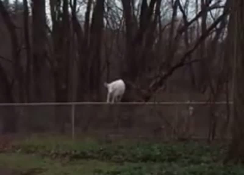 Video: Albino Deer Jumps over Fence in Slow Motion