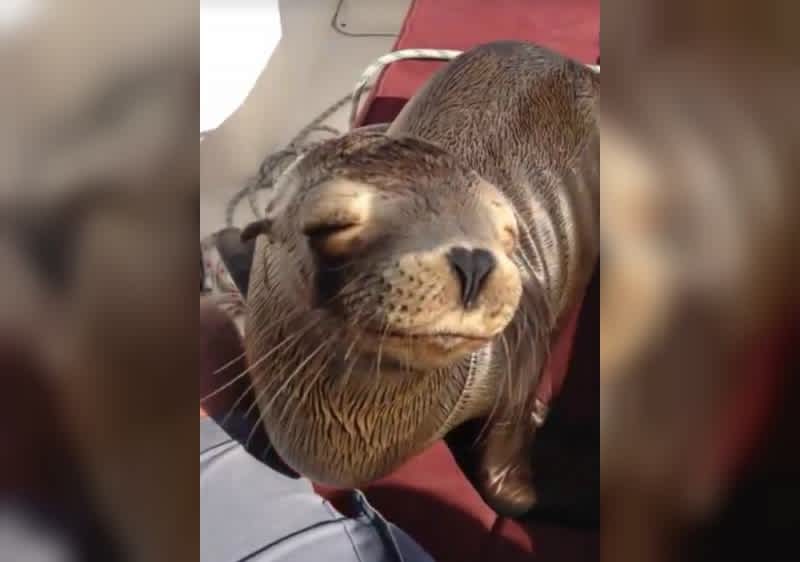 Video: Boaters Befriend Sea Lion Pup