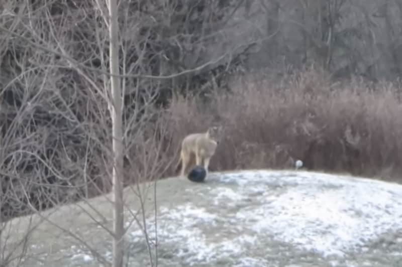 Video: Bored Coyote Plays Fetch with Itself