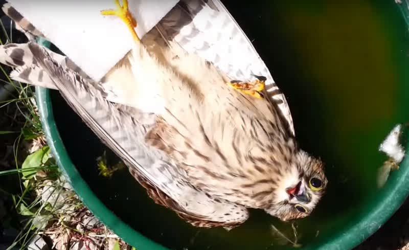 Video: Confused Falcon Takes Bath in Bucket