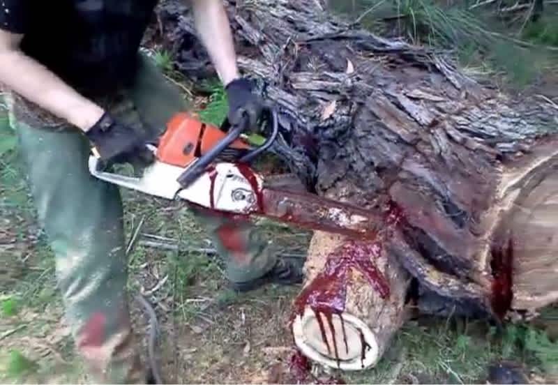 Video: Cutting a Bloodwood Tree Can Be Disturbing