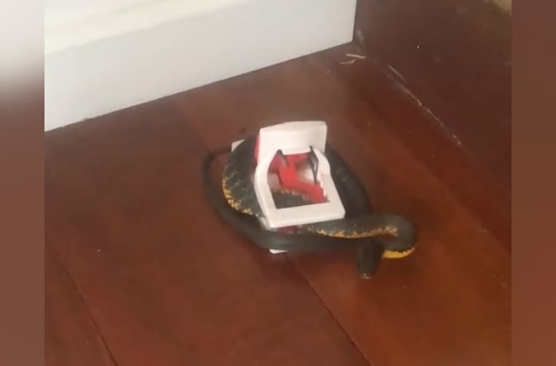 Video: Family Catches Highly Venomous Tiger Snake in Mouse Trap