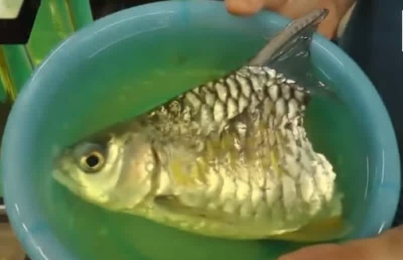 Video: Fish with Half a Body Reportedly Survives 6 Months
