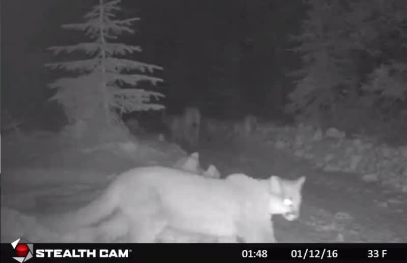 Video: Game Camera Records Multiple Mountain Lions