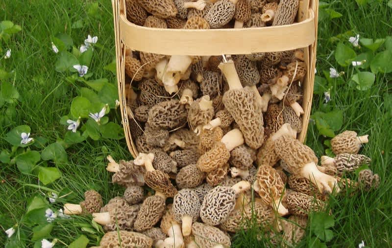 Video: How to Prepare and Cook Delicious Morels