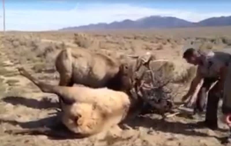 Video: Massive Elk Tangled in Wire Freed by Wildlife Officials