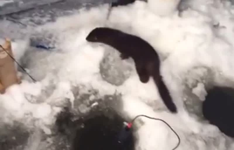 Video: Mink Attempts to Steal Ice Fisherman’s Walleye