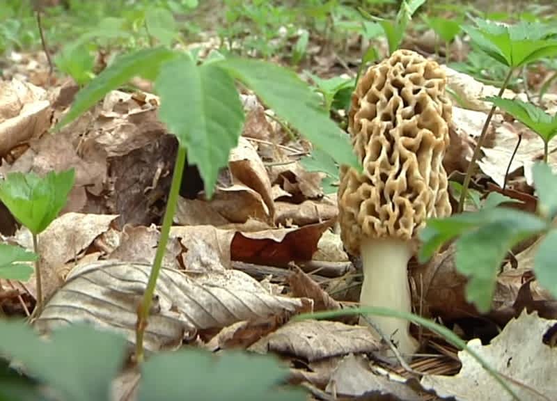 Video: Where and How to Find Morel Mushrooms in 2018