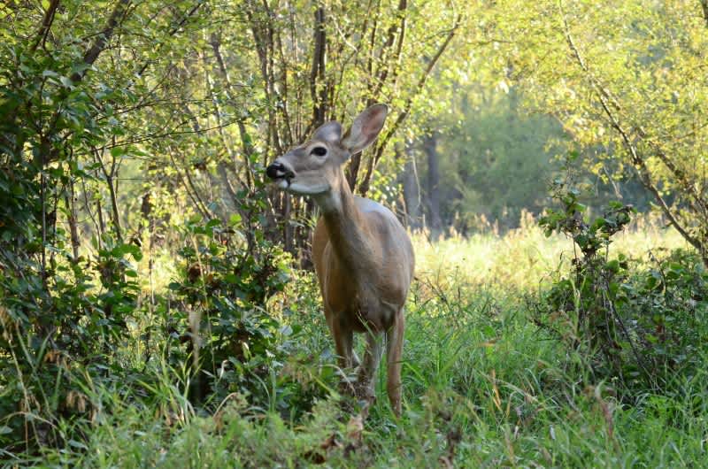 Breaking: First-ever Malaria Parasite Found in Whitetail Deer