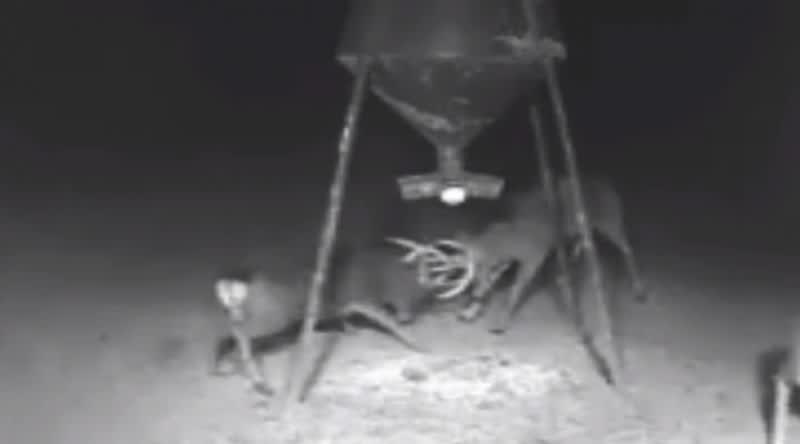 Exclusive Video: Sika Deer Fights Massive Whitetail under Feeder