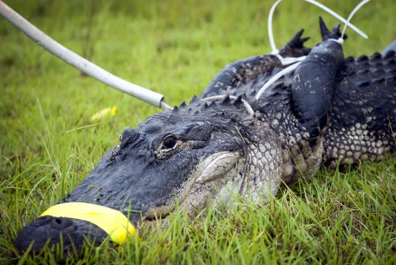 Florida Man Charged with Assault for Throwing Alligator in Wendy’s Drive-thru