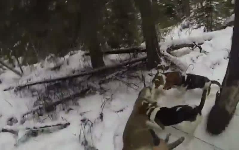 Graphic Video: Hunter Shoots Mountain Lion at Point Blank to Save Dogs