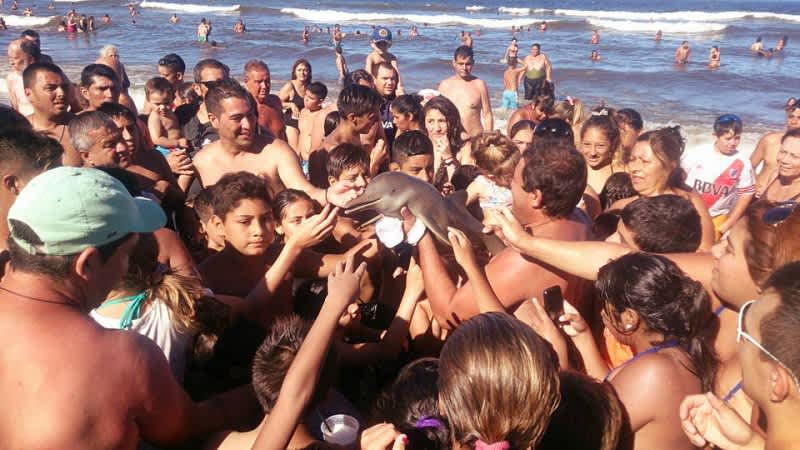 Infant Dolphin Dies after Tourists Use It for “Selfie”
