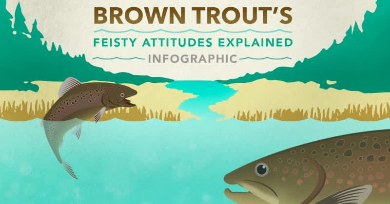 Infographic: Brown Trout’s Feisty Attitude Explained