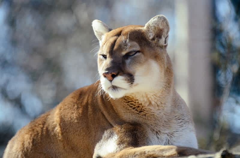 Man Claims to Break Mountain Lion’s Neck in Attack, Determined to Be a Hoax