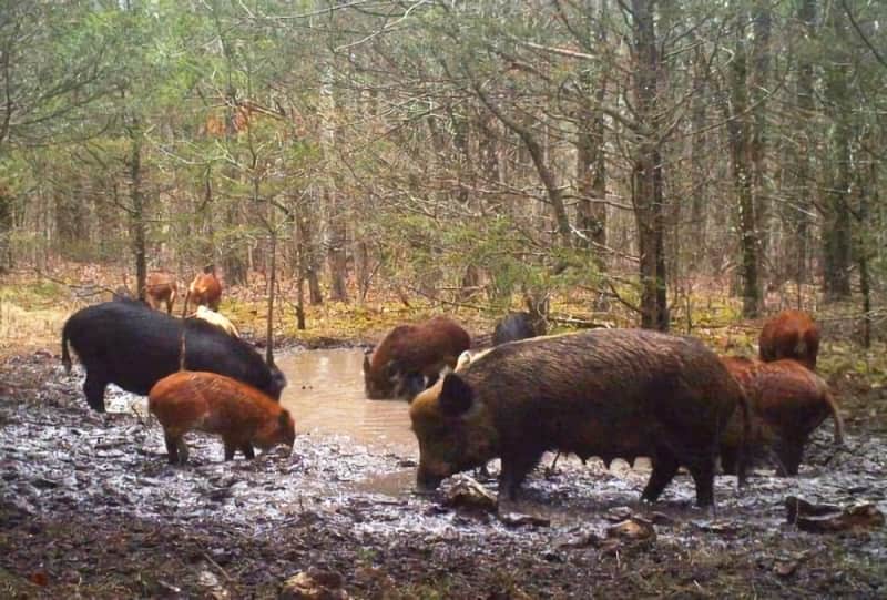 Missouri Officials Consider Banning Hunting of Feral Pigs