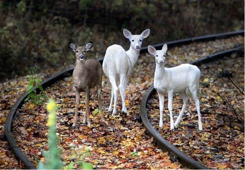 North America’s Largest White Deer Herd Suffers Dramatic Decline