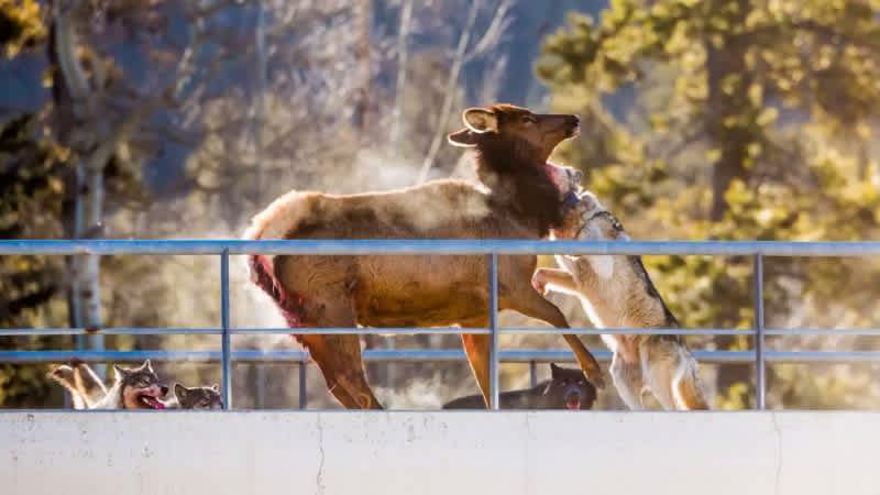 Photos: Banff Wolf Pack Drags down Elk on Overpass