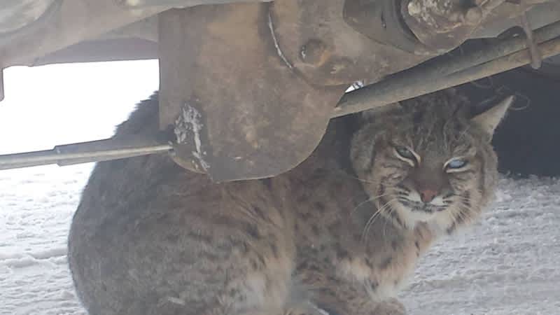 Photos: Game Warden Rescues Bobcat, Rewarded with Bite and Rabies Shots