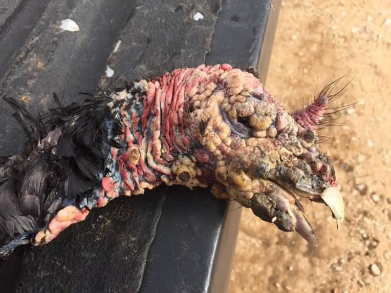 Possible Sighting of Avian Pox in Oklahoma Wild Turkey