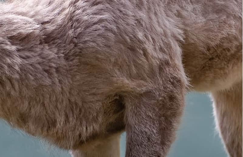 Quiz: Can You Identify the Wildlife Behind These 15 Close-up Photos?