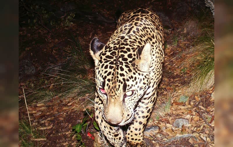 Trail Cam Footage of the Only Wild Jaguar in the US