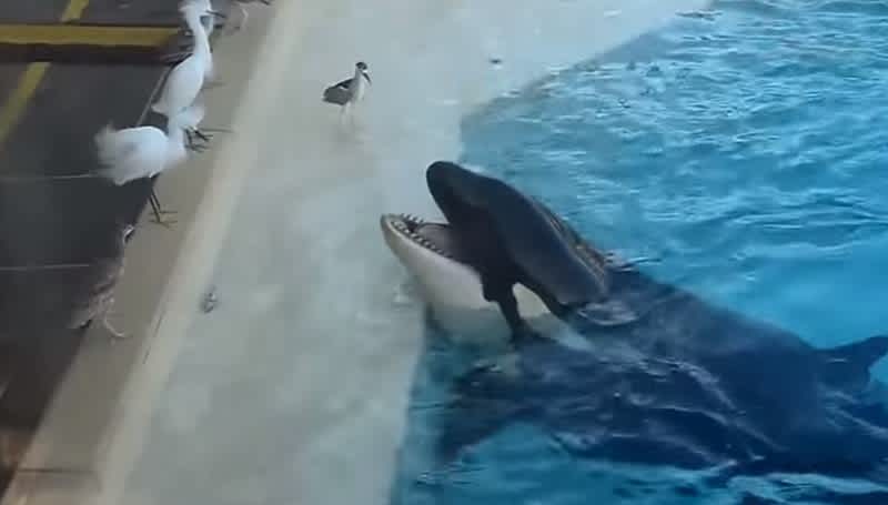 Video: Clever Orca Uses Fish Trap to Catch Birds