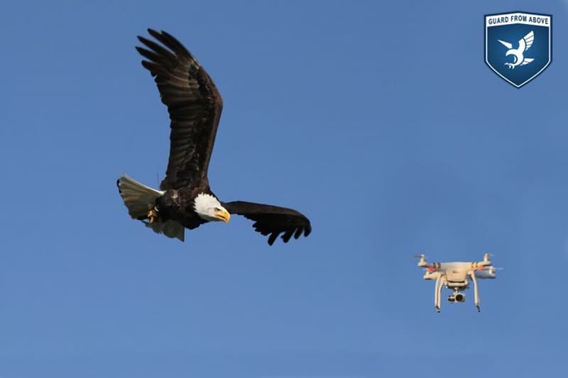Video: Company Trains Eagles to Attack Drones