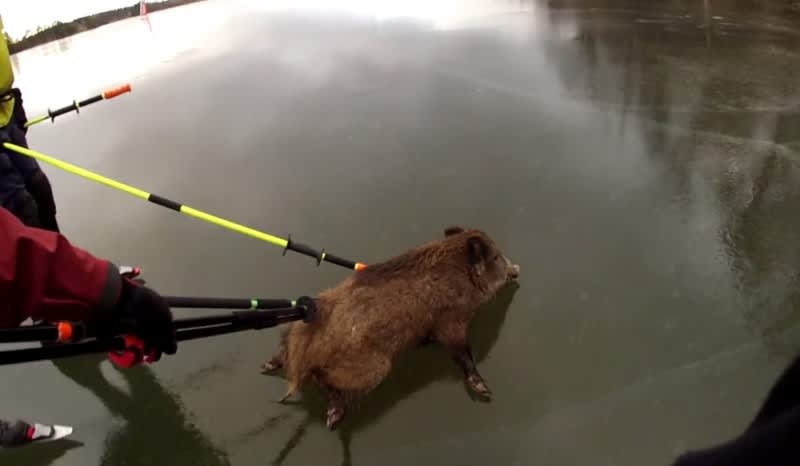Video: Curling Wild Pigs on a Frozen Lake