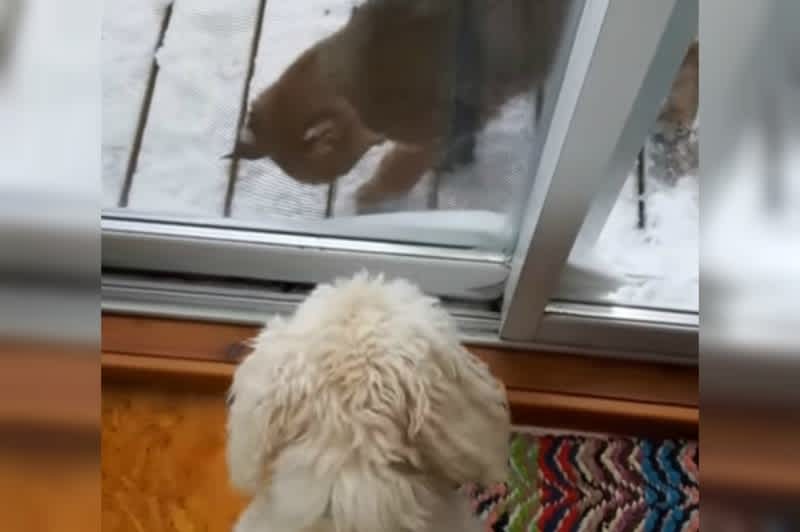 Video: Dog Encounters Perplexed Bobcat