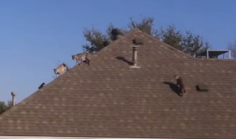 Video: Home Owner Finds Three Bobcats Chasing a Squirrel on His Roof