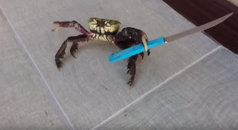 Video: This Knife-toting Crab Won’t End up on Your Table Anytime Soon