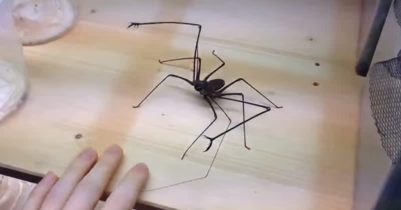 Video: The Whip Spider is Like a Nightmarish Crab