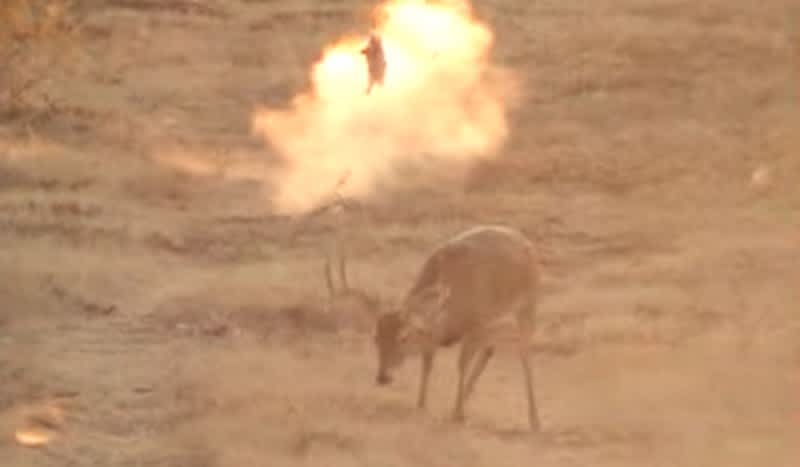 Video: Trophy Deer Hears Rabbit Explode, Goes Back to Eating