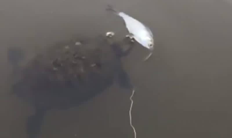 Video: Turtle Trying to Eat Bait Gets Massive Surprise