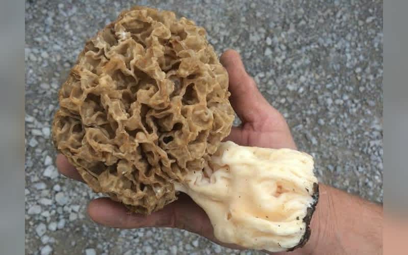 Video: What’s Inside This Monster Morel?