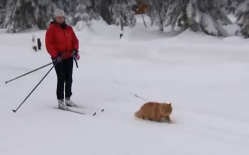 Video: Who Needs a Sled Dog? This Cat Pulls Its Owner on Cross-Country Skis