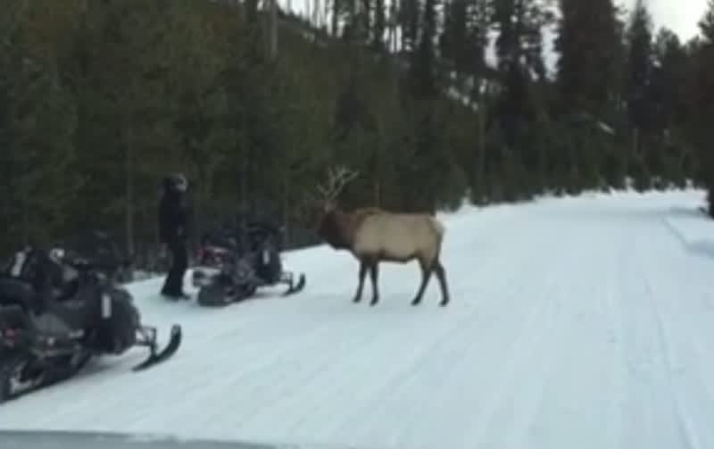 Video: Young Bull Elk Confronts Snowmobilers