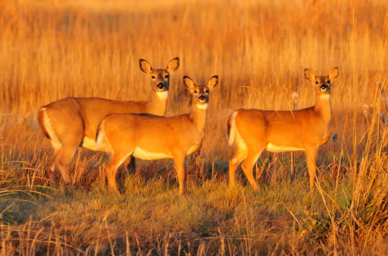 What Could Lead to a Lifetime Hunting Ban in 44 States? Poaching 40 Deer