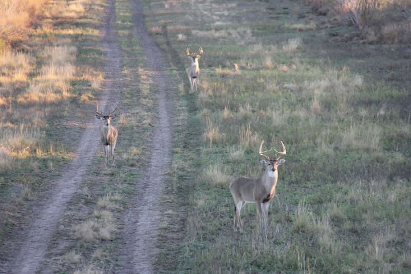Whitetail Vacation: Affordable Deer Management Hunts in Texas