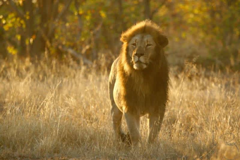 Zimbabwe Park to Cull 200 Lions, Cites Lack of Hunters