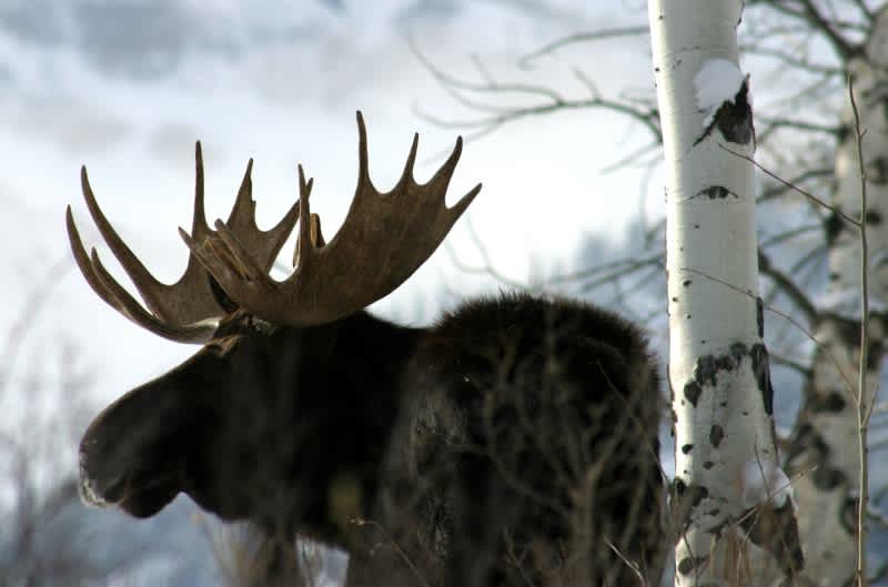Video: Rare Footage of a Moose Tossing an Antler