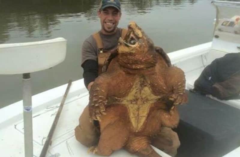 Photos: Massive Alligator Snapping Turtle Reportedly Caught in Alabama