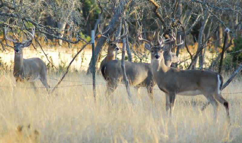 Indiana Legalizes Captive Deer Hunting
