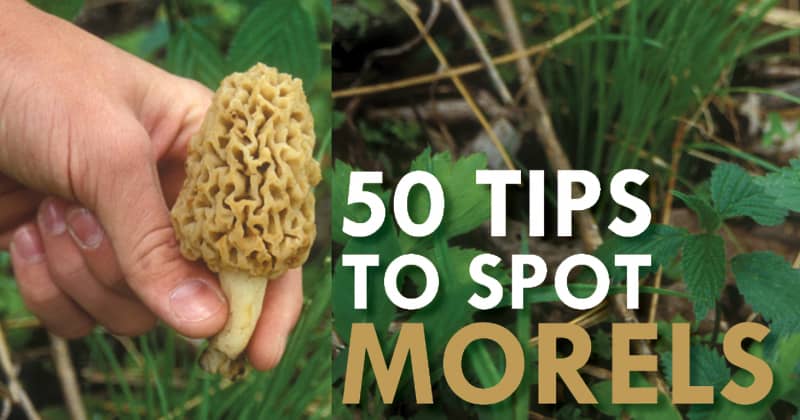 Expert Tips to Spot Morels and Increase Your Harvest