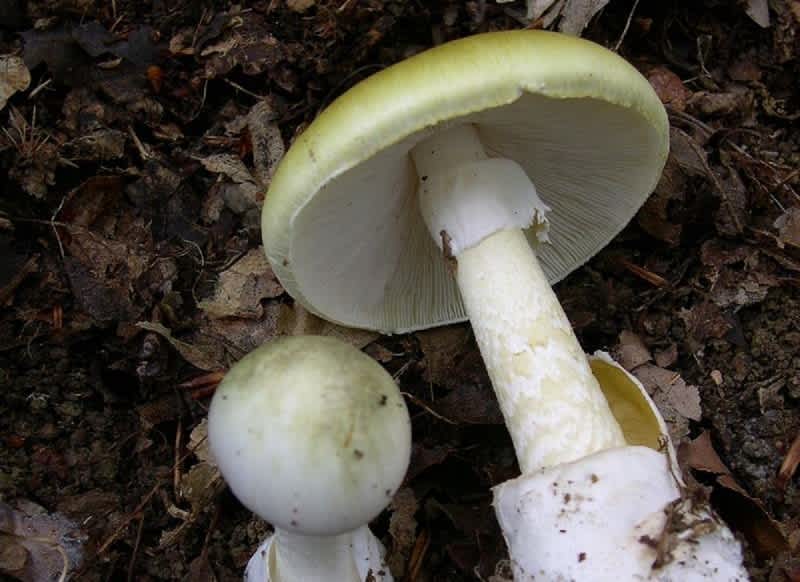 Beware of This Deadly and Easily Mistaken Mushroom